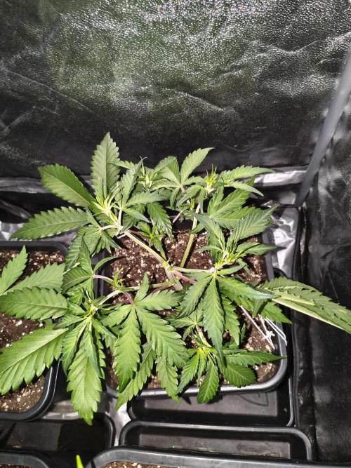 Mix Auto RF3  #FastBuds. Week 4