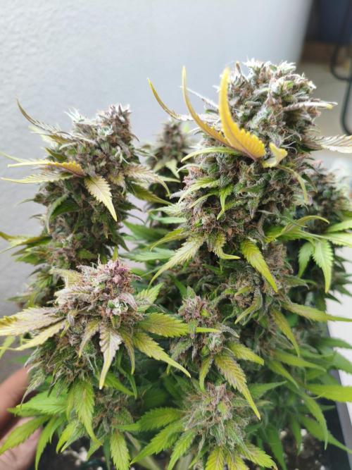 Frostbanger Auto - Fast buds. Week 10