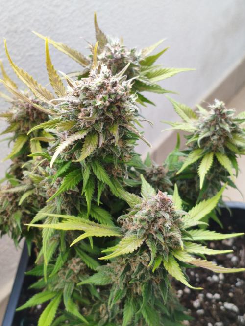 Frostbanger Auto - Fast buds. Week 10
