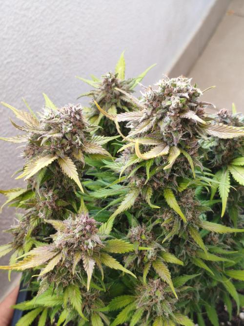 Frostbanger Auto - Fast buds. Week 10