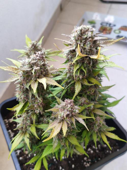 Frostbanger Auto - Fast buds. Week 10