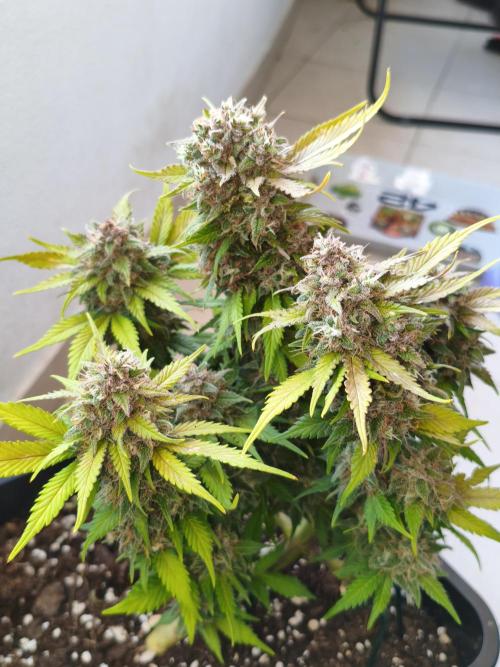 Frostbanger Auto - Fast buds. Week 10