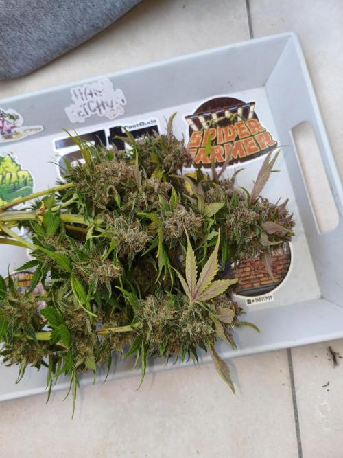 Frostbanger Auto - Fast buds. Week 10