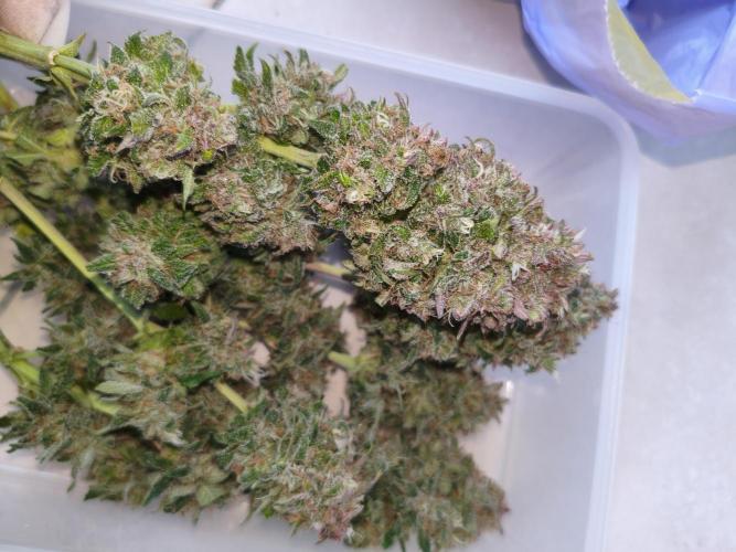 Frostbanger Auto - Fast buds. Week 10