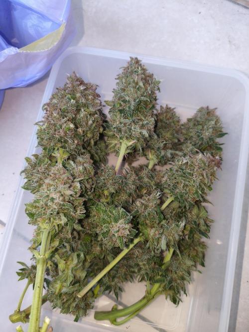 Frostbanger Auto - Fast buds. Week 10