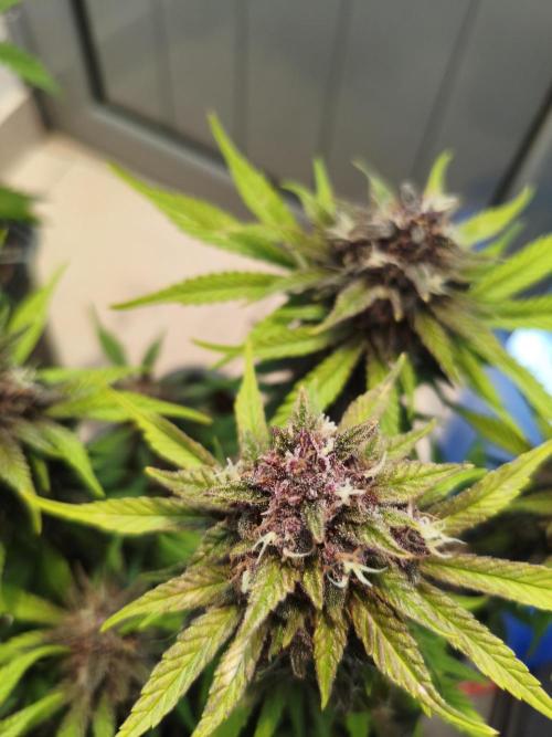 Lemon Cherry Cokkies Auto - Fast buds. Week 10