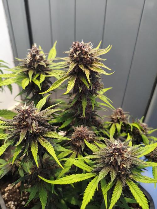 Lemon Cherry Cokkies Auto - Fast buds. Week 10