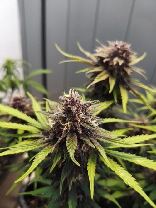 Lemon Cherry Cokkies Auto - Fast buds. Week 10