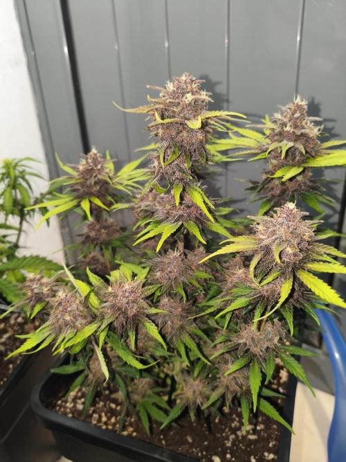 Lemon Cherry Cokkies Auto - Fast buds. Week 10