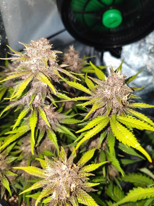 Lemon Cherry Cokkies Auto - Fast buds. Week 10
