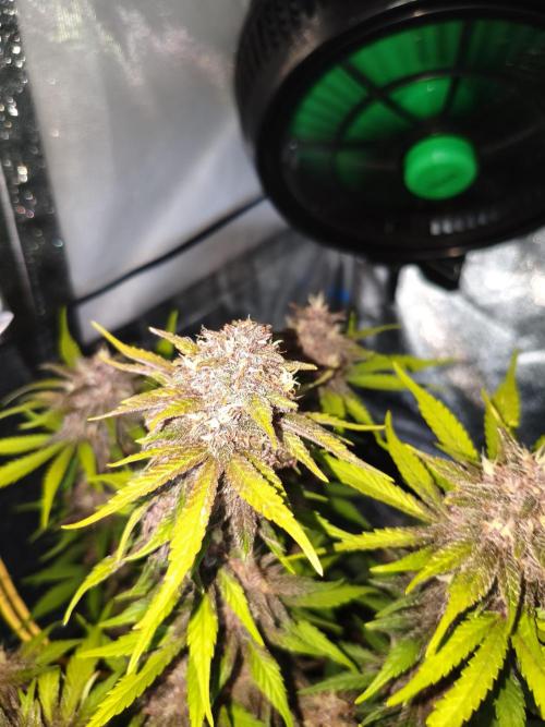 Lemon Cherry Cokkies Auto - Fast buds. Week 10