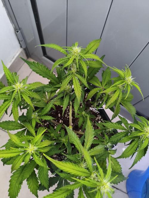 Mix Auto RF3  #FastBuds. Week 5