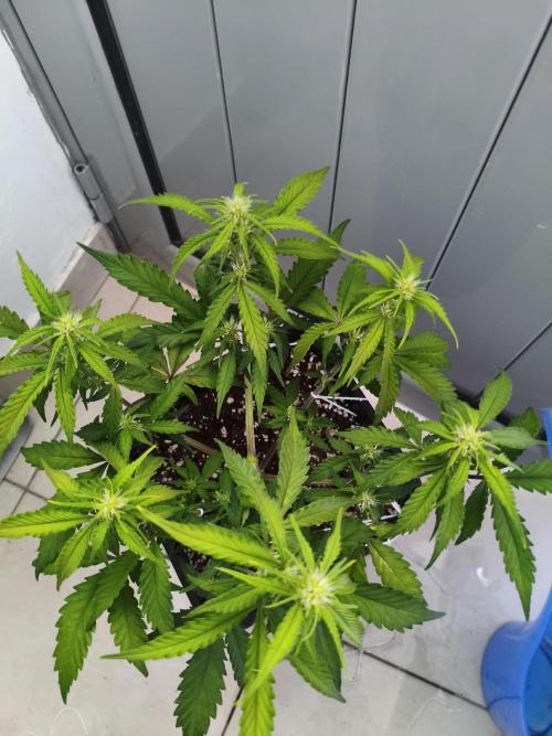 Mix Auto RF3  #FastBuds. Week 5