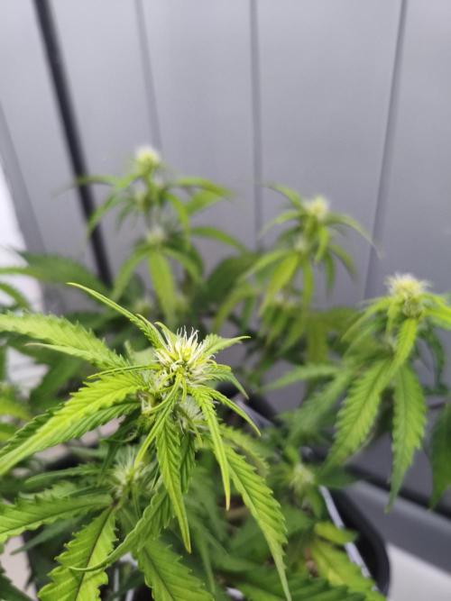 Mix Auto RF3  #FastBuds. Week 5