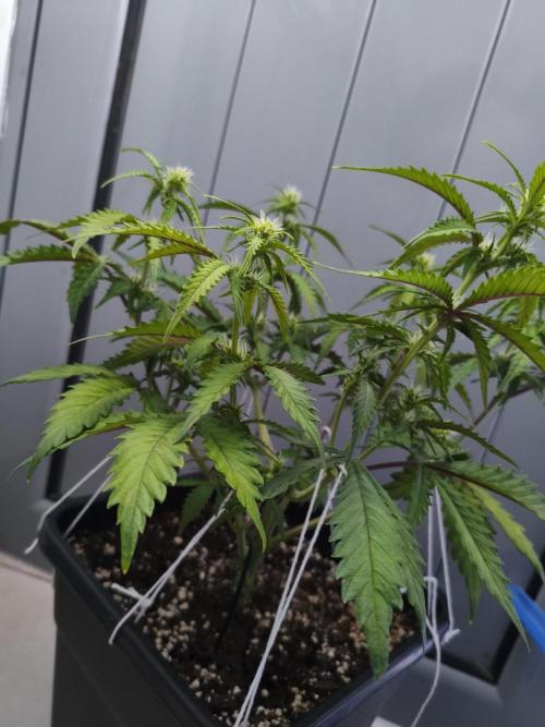 Mix Auto RF3  #FastBuds. Week 5