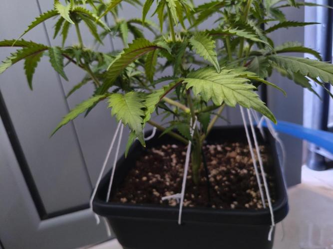 Mix Auto RF3  #FastBuds. Week 5