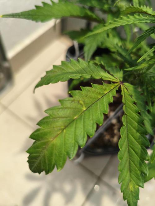 Mix Auto RF3  #FastBuds. Week 5