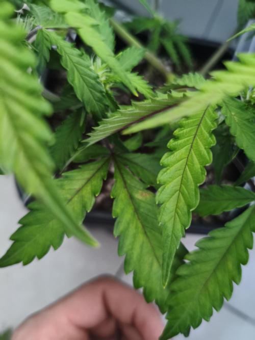 Mix Auto RF3  #FastBuds. Week 5