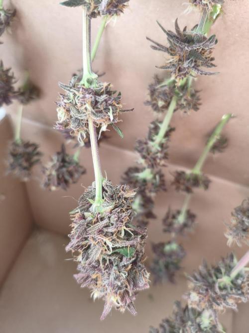 Lemon Cherry Cokkies Auto - Fast buds. Week 11