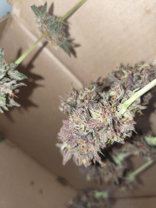 Lemon Cherry Cokkies Auto - Fast buds. Week 11