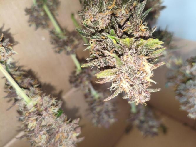 Lemon Cherry Cokkies Auto - Fast buds. Week 11