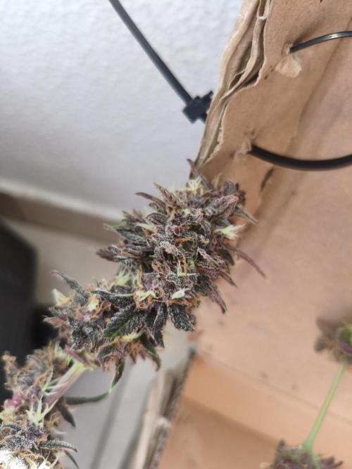 Lemon Cherry Cokkies Auto - Fast buds. Week 11