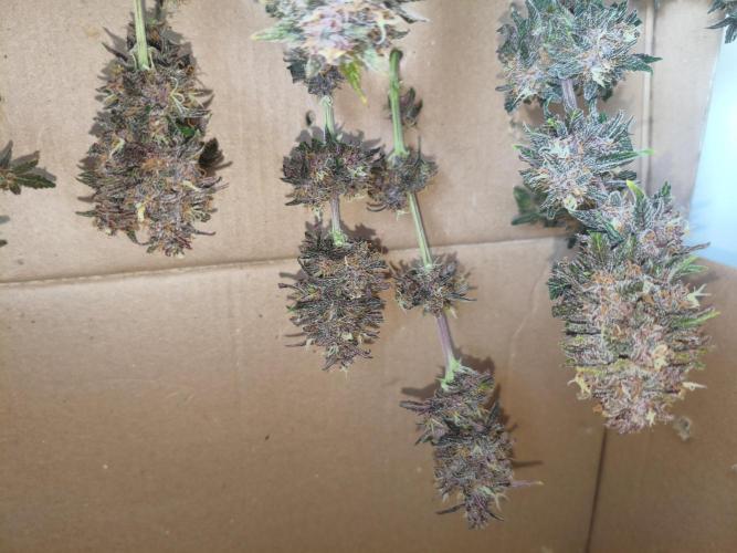 Lemon Cherry Cokkies Auto - Fast buds. Week 11