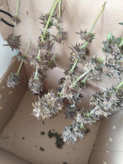 Lemon Cherry Cokkies Auto - Fast buds. Week 11