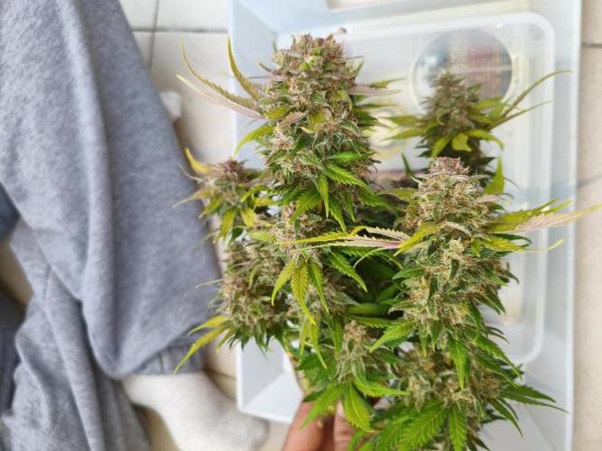 Frostbanger Auto - Fast buds. Week 10