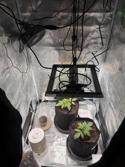 Erstmal. Week 3 - после пересадки 06.02