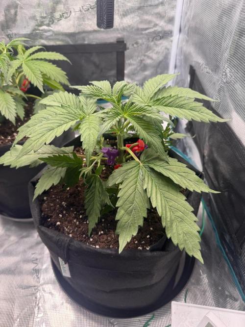 Erstmal. Week 4 - 12.02  Проведение LST (с клипсами)
