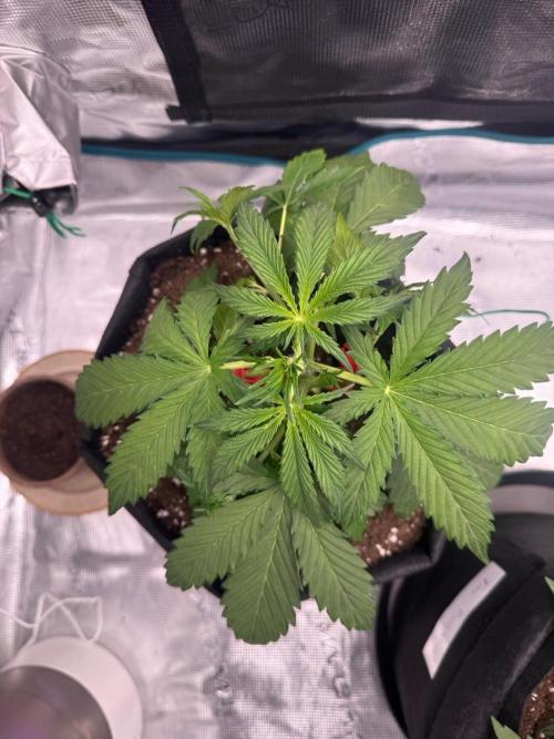 Erstmal. Week 4 - 12.02  Проведение LST (с клипсами)