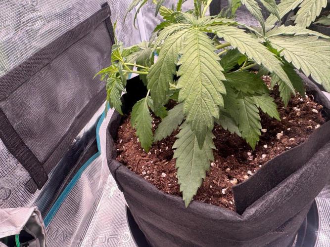 Erstmal. Week 4 - 12.02  Проведение LST (с клипсами)