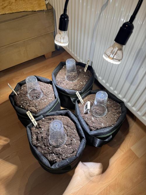 Grow№2 FastBuds Autos. Week 0