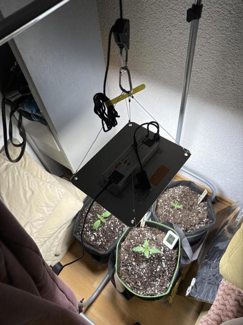 Grow№2 FastBuds Autos. Week 1