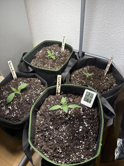 Grow№2 FastBuds Autos. Week 1
