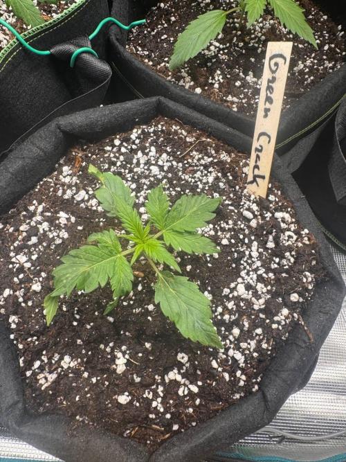 Grow№2 FastBuds Autos. Week 2