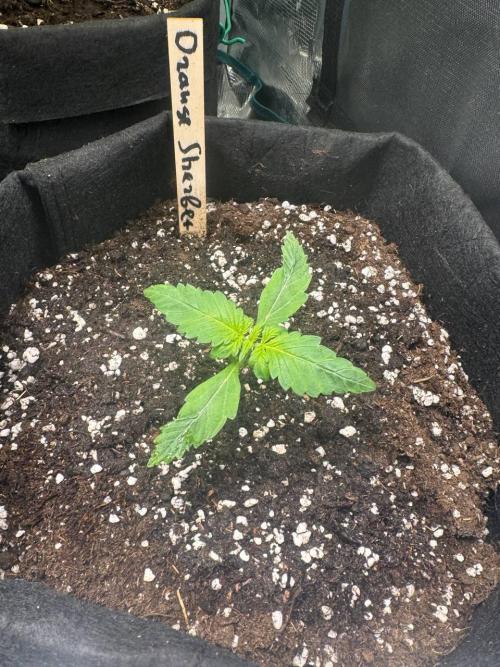 Grow№2 FastBuds Autos. Week 2