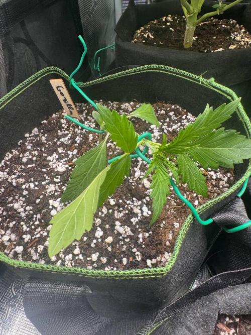 Grow№2 FastBuds Autos. Week 2