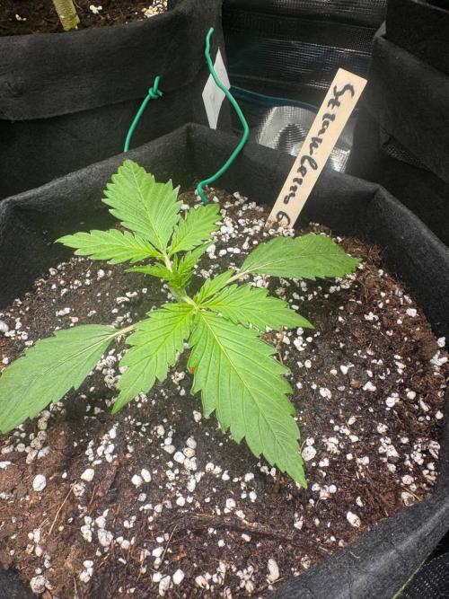 Grow№2 FastBuds Autos. Week 2