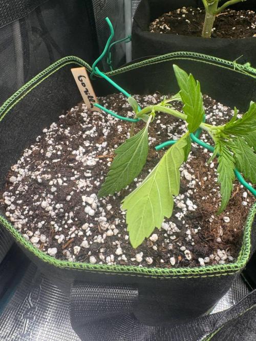 Grow№2 FastBuds Autos. Week 2