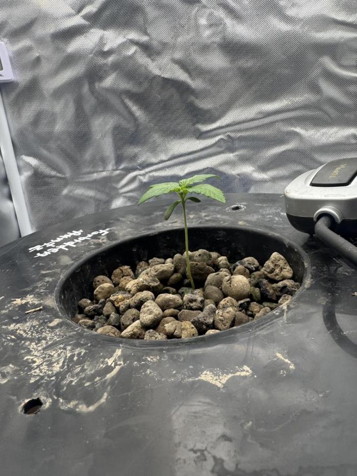 BlackBerry Auto. Week 1 - Started on 2tsp per gal of floragro