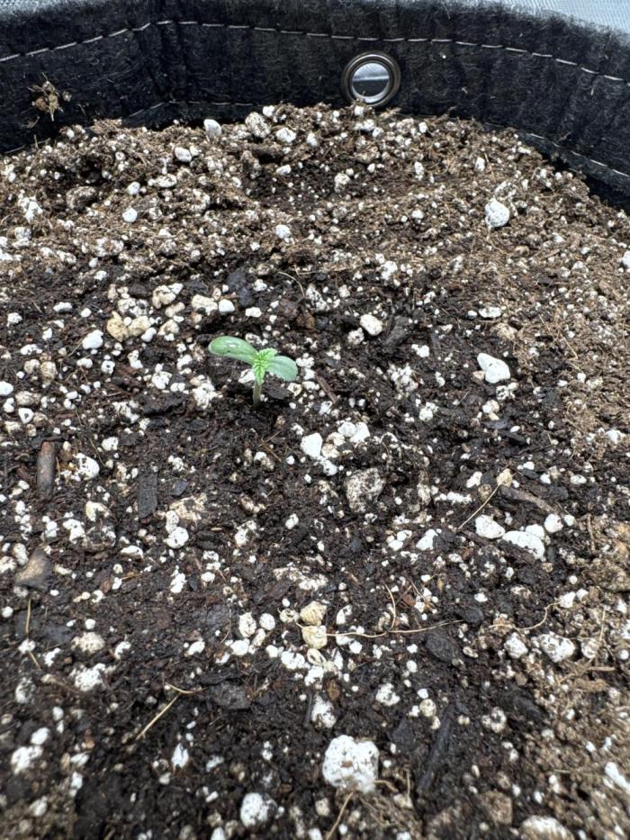 Wedding Glue. Week 0