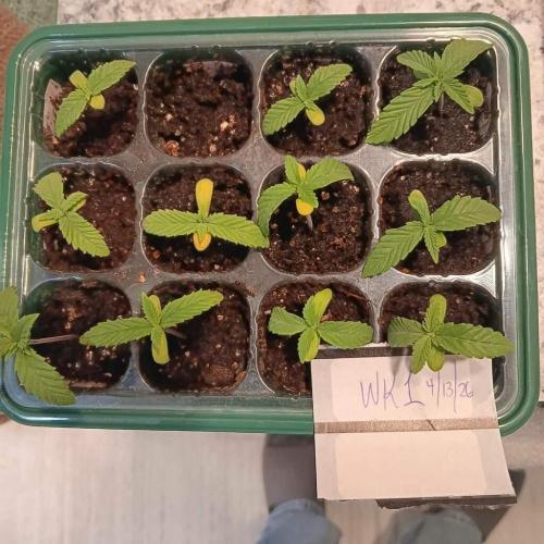 Gorilla Glue Auto Grow. Week 0