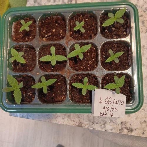 Gorilla Glue Auto Grow. Week 0