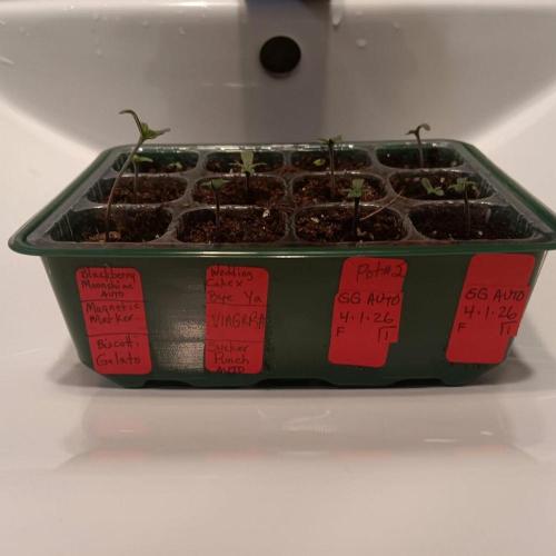 Gorilla Glue Auto Grow. Week 0