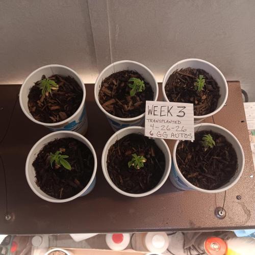 Gorilla Glue Auto Grow. Week 0