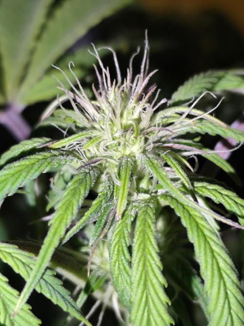 Strawberry Banana Auto (First grow). Week 7