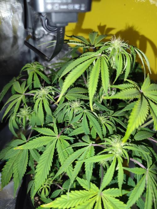 Strawberry Banana Auto (First grow). Week 7