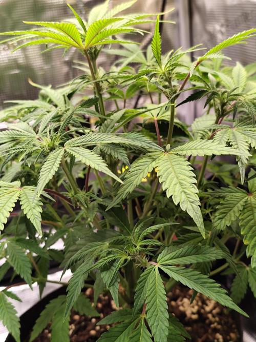 Strawberry Banana Auto (First grow). Week 7